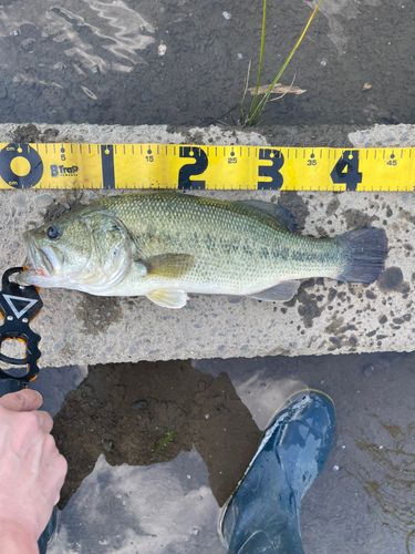 ラージマウスバスの釣果