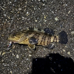 チャイロマルハタの釣果
