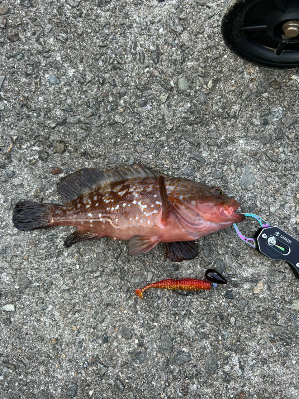 DAIWA 21HRF® (ハードロックフィッシュ) エア 910H/XH・Nの最安値