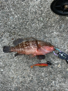 アコウの釣果