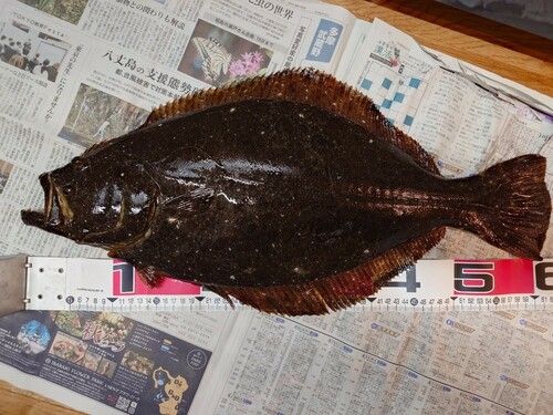 ヒラメの釣果