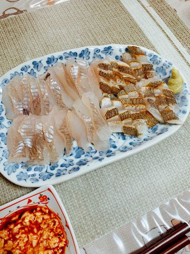 クロソイの釣果