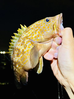 アコウの釣果