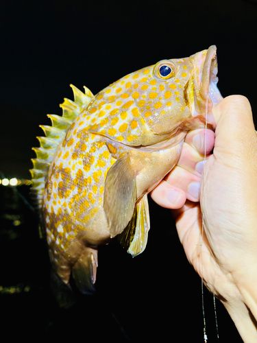 アコウの釣果