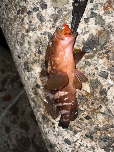 キジハタの釣果