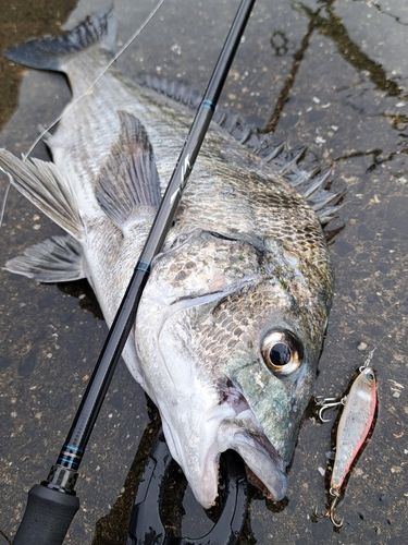チヌの釣果
