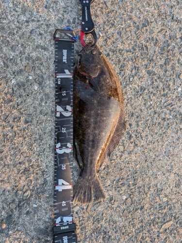 ヒラメの釣果