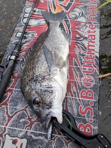 チヌの釣果