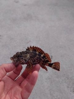 カサゴの釣果