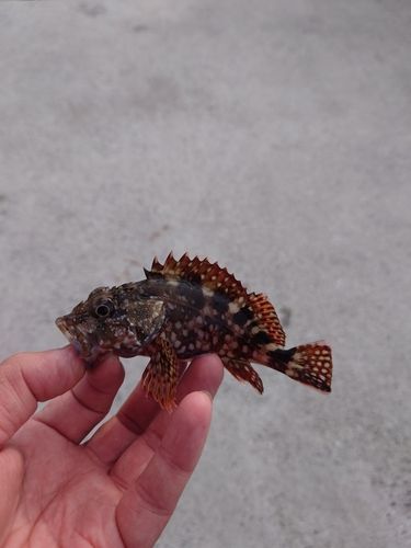 カサゴの釣果