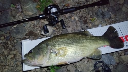 ブラックバスの釣果