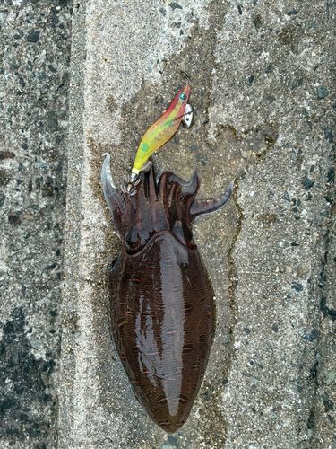 コウイカの釣果