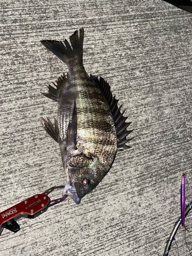 チヌの釣果