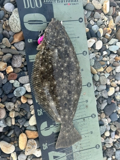 ソゲの釣果