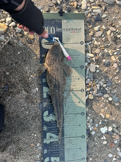 マゴチの釣果