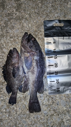 ソイの釣果