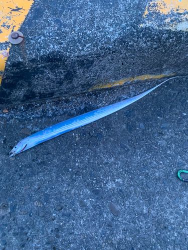 タチウオの釣果