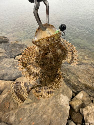 釣果