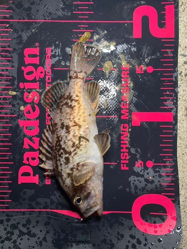クロソイの釣果