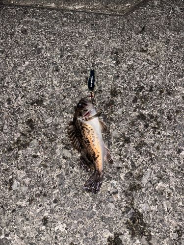 クロソイの釣果