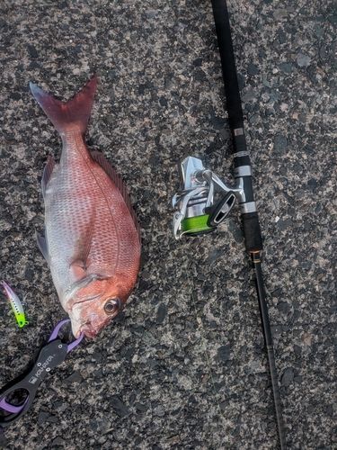 マダイの釣果