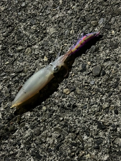 イカの釣果