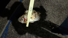 クロソイの釣果