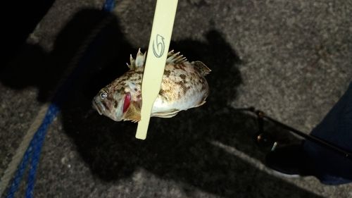 クロソイの釣果