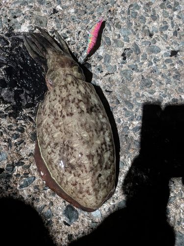 モンゴウイカの釣果