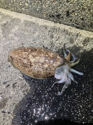 コウイカの釣果