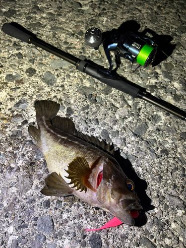 ソイの釣果