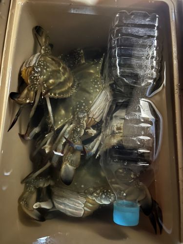 ワタリガニの釣果