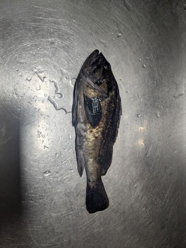 クロソイの釣果