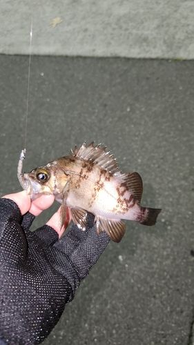 メバルの釣果