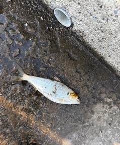 コノシロの釣果