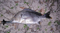 キビレの釣果