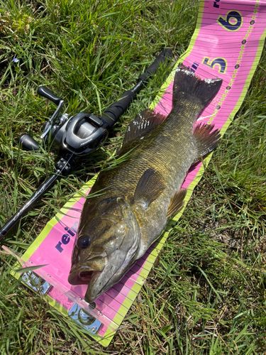 スモールマウスバスの釣果