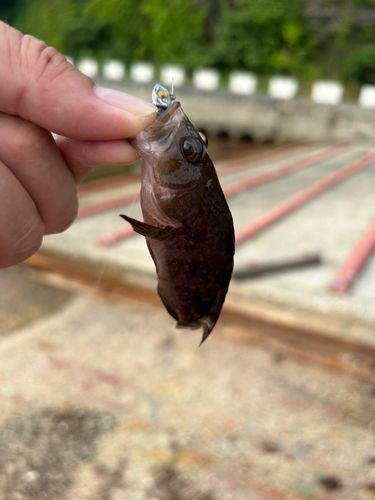 キジハタの釣果