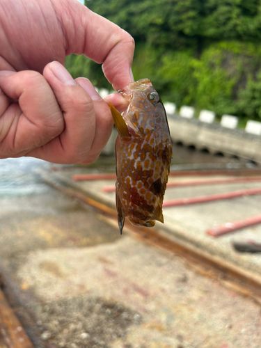 キジハタの釣果