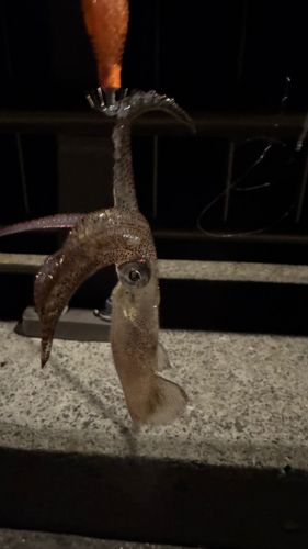 ヒイカの釣果