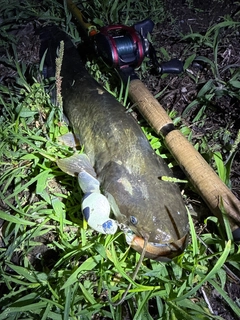 ナマズの釣果