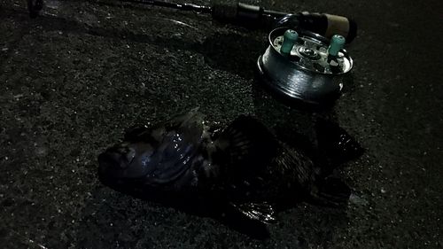 オウゴンムラソイの釣果