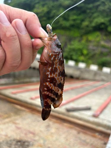キジハタの釣果