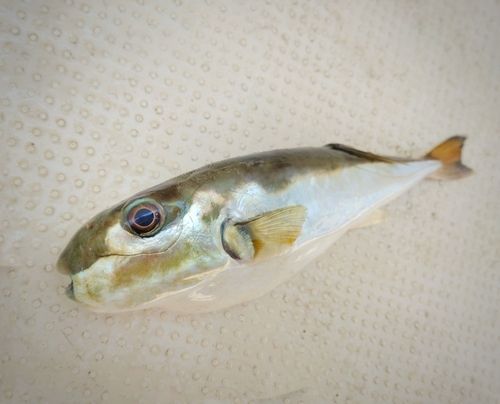 シロサバフグの釣果