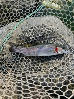 ニジマスの釣果