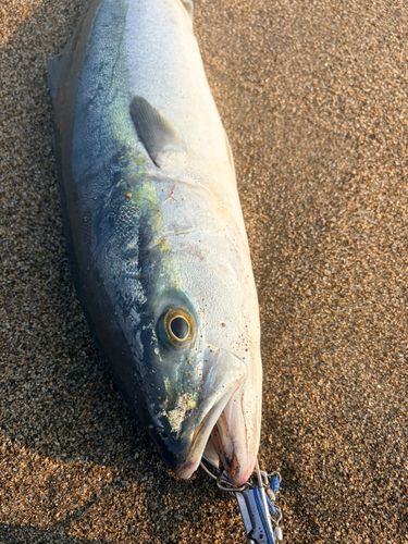 サワラの釣果・釣り情報まとめ【2026年最新】 - アングラーズ | 釣果