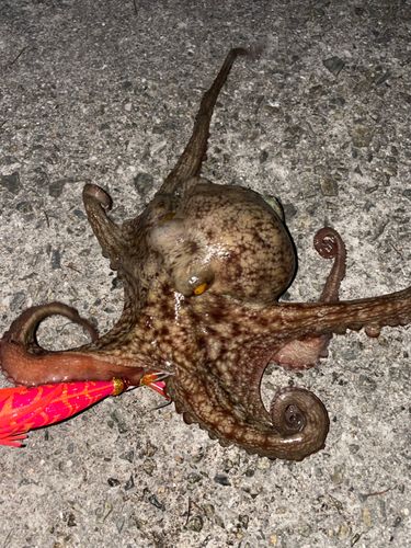 マダコの釣果