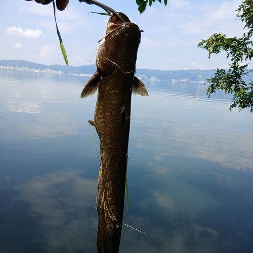 ナマズの釣果