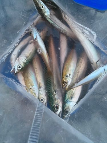ウルメイワシの釣果