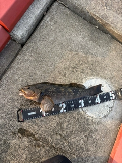 アイナメの釣果